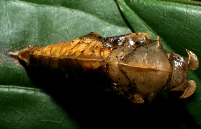 Fig. 5  Pupa <i>Adelpha fundania</i></i> vista ventral. Voucher: 07-SRNP-59256-DHJ429119. jpg.