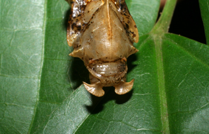 Fig. 6  Pupa <i>Adelpha fundania</i></i> vista frontal.  Voucher: 07-SRNP-59256-DHJ429117.jpg