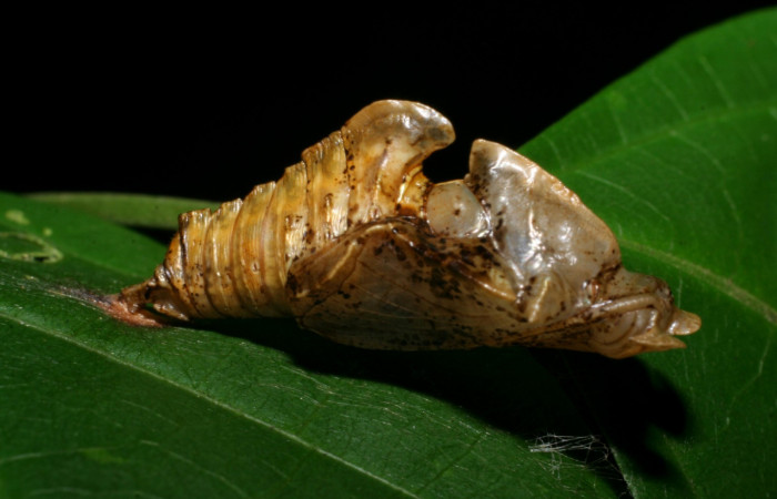 Fig. 7 Pupa <i>Adelpha fundania</i></i>  vista lateral mostrando estructura en forma de C o quilla.  Voucher: 07-SRNP-59256-DHJ429123.jpg
