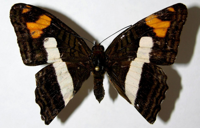 Fig. 8. Adulto <i>Adelpha fundania</i></i> Vista dorsal. Voucher: 07-SRNP-58381-DHJ378050.jpg.