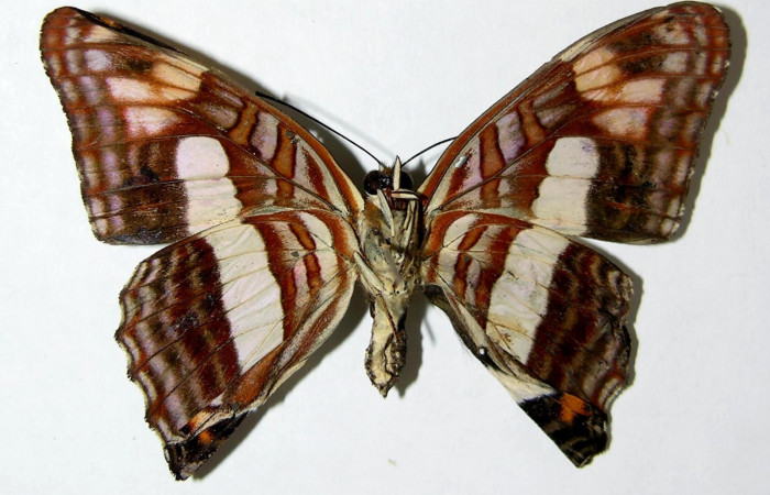 Fig. 9.  Adulto <i>Adelpha fundania</i></i>. Vista ventral. Voucher: 07-SRNP-58381-DHJ378051.jpg 