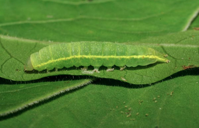 Figura 16. Larva <i>Paectes</i></i> Poole10DHJ02 (Euteliidae), último estadío (U), vista lateral, localidad Pasmompa, Sector Pitilla ACG (440m). Voucher: 06-SRNP-32369-DHJ413469.jpg.