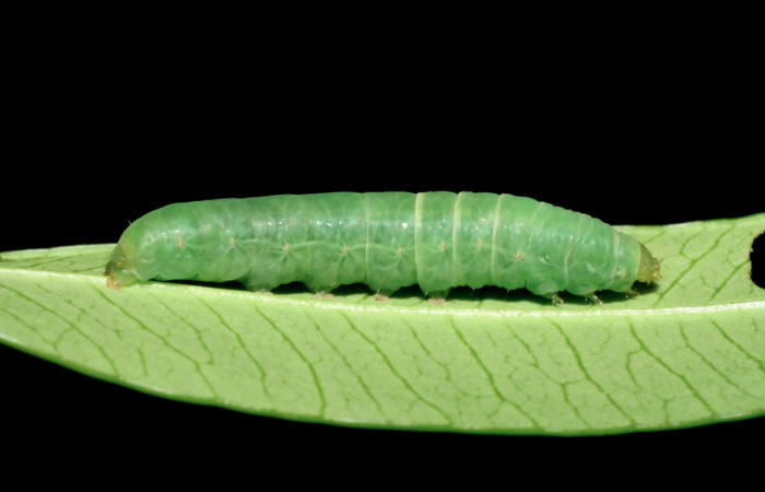 Figura 3. Larva <i>Nagara vitrea</i></i> (Euteliidae), último estadío (U) vista lateral, localidad Sendero Aguacate, Sector Mundo Nuevo ACG (335m). Voucher: 07-SRNP-56327-DHJ422966.jpg.