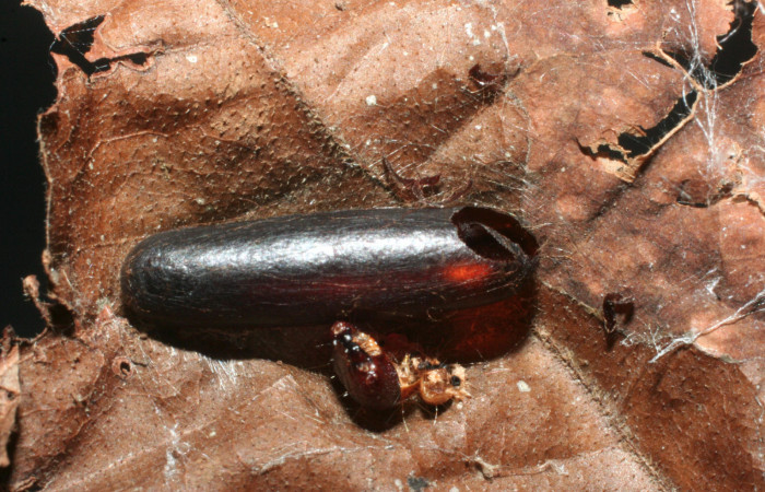 Figura 15. Restos de parásito ichjanzen01 Janzen01 (Ichneumonidae) que ataca <i>Nagara vitrea</i></i> (Euteliidae), localidad Brisanta, Brasilia (290m). Voucher: 07-SRNP-65176-DHJ462142.jpg.