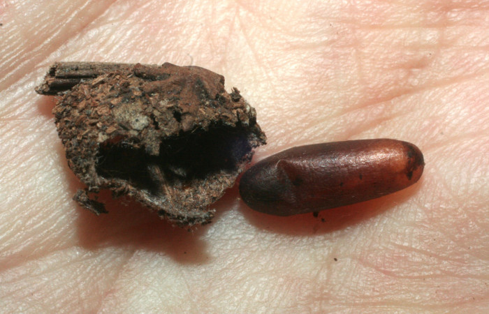 Figura 13. Capullo de parásito <i>Diradops</i></i> Janzen02 (Ichneumonidae) que ataca <i>Nagara vitrea</i></i> (Euteliidae), localidad Sendero, Perdido Sector San Cristóbal ACG (620m). Voucher: 08-SRNP-735-DHJ453103.jpg.