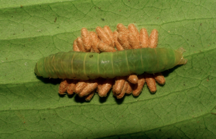 Figura 11. Larva <i>Nagara vitrea</i></i> (Euteliidae), vista parásitos <i>Glyptapanteles jjrodriguezae</i></i> (Braconidae), localidad Río Blanco Abajo Sector San Cristóbal ACG (500m). Voucher: 08-SRNP-877-DHJ435395.jpg.