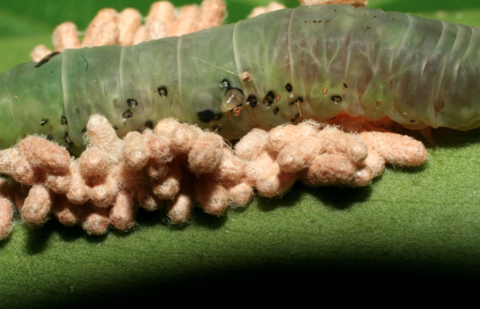 Figura 12. Larva <i>Nagara vitrea</i></i> (Euteliidae), vista parásitos <i>Glyptapanteles jjrodriguezae</i></i> (Braconidae), localidad Sendero Manguera Estación Biológica Quica, Sector Pitilla ACG (470m). Voucher: 09-SRNP-70365-DHJ460795.jpg.