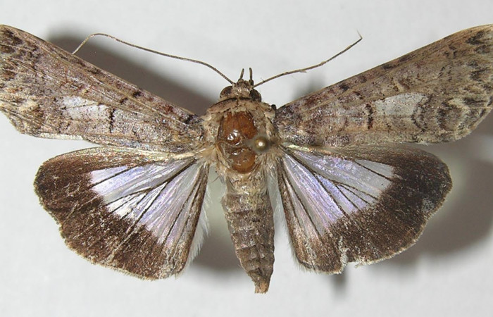 Figura 7. Adulto <i>Nagara vitrea</i></i> (Euteliidae), vista dorsal, localidad Calma Estación Biológica Quica, Sector Pitilla ACG (412m). Voucher: 10-SRNP-70556-DHJ547866.jpg.