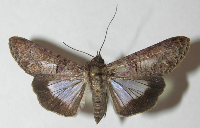 Figura 1. Adulto de <i>Nagara vitrea</i></i> (Euteliidae), vista dorsal, localidad Sendero Manguera Estación Biológica Quica, Sector Pitilla ACG (470m). Voucher: 10-SRNP-70607-DHJ539522.jpg.