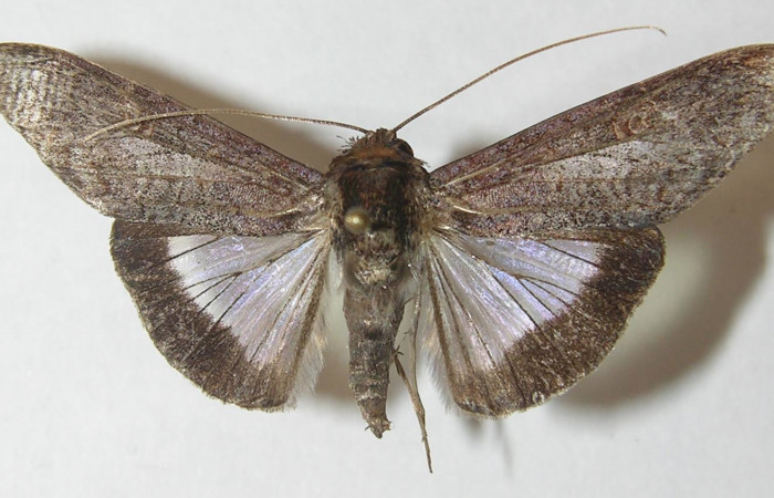 Figura 9. Adulto <i>Nagara vitrea</i></i> (Euteliidae), vista dorsal, localidad Sendero Manguera Estación Biológica Quica, Sector Pitilla ACG (470m). Voucher: 10-SRNP-70643-DHJ539520.jpg.