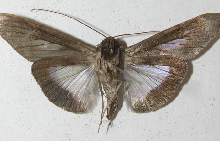 Figura 10. Adulto <i>Nagara vitrea</i></i> (Euteliidae), vista ventral, localidad Sendero Manguera Estación Biológica Quica, Sector Pitilla ACG (470m). Voucher: 10-SRNP-70643-DHJ539521.jpg.