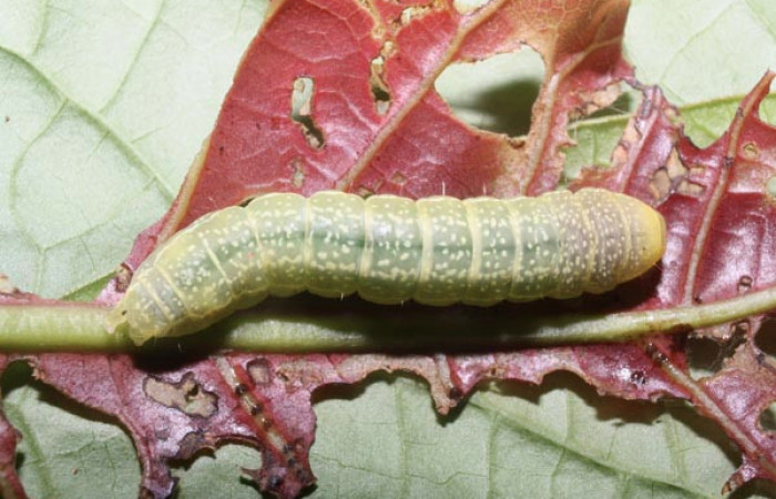 Figura 18. Larva <i>Paectes fuscescens</i></i> (Euteliidae), último estadío (U) vista dorsal, localidad Estación Los Almendros, Sector El Hacha ACG (290m). Voucher: 11-SRNP-23292-DHJ492884.jpg.
