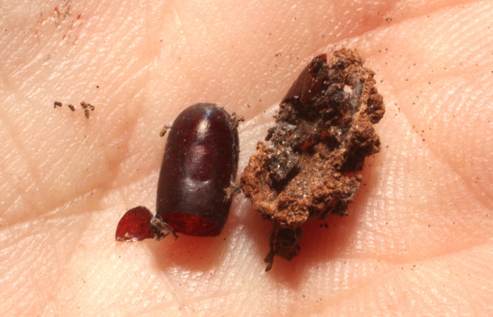 Figura 14. Restos de parásito <i>Houghia spathulata</i></i> (Tachinidae) que ataca <i>Nagara vitrea</i></i> (Euteliidae), localidad Estación Los Almendros, Sector El Hacha ACG (290m). Voucher: 12-SRNP-20326-DHJ804470.jpg.