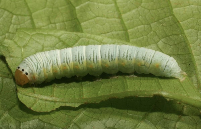 Figura 19. Larva <i>Paectes</i></i> foviferaDHJ02 (Euteliidae), último estadío (U) vista dorsal, localidad Moga, Brasilia (320m). Voucher: 13-SRNP-65307-DHJ488005.jpg.