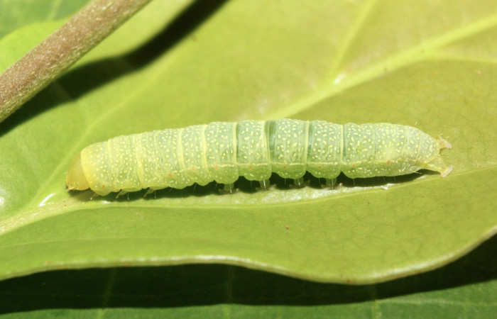 Figura 20. Larva <i>Paectes lunodes</i></i> (Euteliidae), último estadío (U) vista dorsal, localidad Sendero Manguera Estación Biológica Quica, Sector Pitilla ACG (470m). Voucher: 17-SRNP-70802-DHJ737229.jpg.