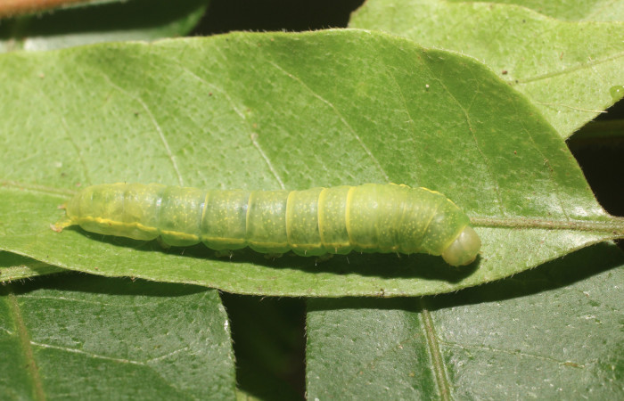 Figura 21. Larva <i>Paectes</i></i> Poole10 (Euteliidae), último estaído (U) vista dorsal, localidad Selva, Sector Rincón Rain Forest ACG (410m). Voucher: 18-SRNP-80399-DHJ715023.jpg.