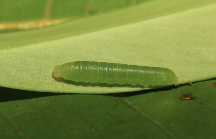 Figura 2. Larva <i>Nagara vitrea</i></i> (Euteliidae), penúltimo estadío (PU) vista dorsal, localidad Estación Biológica Quica, Sector Pitilla ACG (470m). Voucher: 20-SRNP-71037-DHJ752900.jpg.