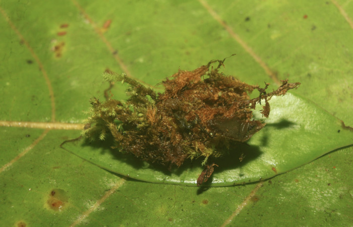 Figura 5. Capullo de <i>Nagara vitrea</i></i> (Euteliidae), vista lateral, localidad Estación Biológica Quica, Sector Pitilla ACG (470m). Voucher: 20-SRNP-71037-DHJ752907.jpg.