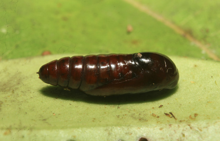 Figura 6. Pupa de <i>Nagara vitrea</i></i> (Euteliidae), vista dorsal, localidad Estación Biológica Quica, Sector Pitilla ACG (470m). Voucher: 20-SRNP-71037-DHJ752912.jpg.