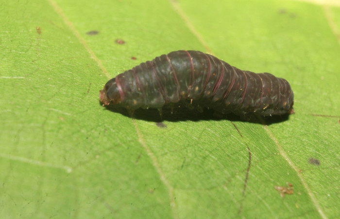 Figura 4. Larva <i>Nagara vitrea</i></i> (Euteliidae), en estado de prepupa vista dorsal, localidad Estación Biológica Quica, Sector Pitilla ACG (470m). Voucher: 20-SRNP-71037-DHJ752934.jpg.