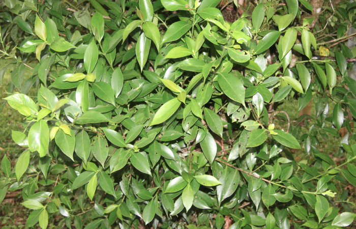 Figura 23. Planta hospedera de <i>Nagara vitrea</i></i> (Euteliidae), planta llamada <i>Clusia cylindrica</i></i> (Clusiaceae), localidad Estación Biológica Quica, Sector Pitilla ACG (470m), foto: Ricardo Calero 21 Enero 2021.