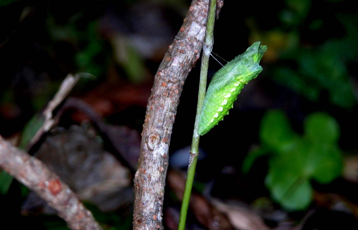Fig 13. Pupa de <i>Papilio stabilis</i></i>. Sector Cacao, Estación Biológica Cacao, elevación 1150m (04-SRNP-36208-DHJ401640.jpg).