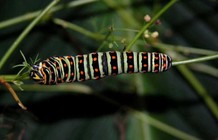Fig 6. Penúltimo estadio de <i>Papilio stabilis</i></i>. Sector Cacao, Estación Biológica Cacao, elevación 1150m (04-SRNP-36209-DHJ401649.jpg).