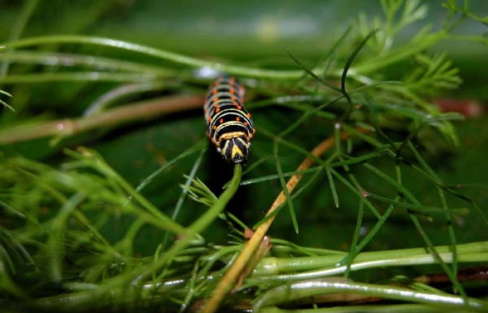 Fig 5. Penúltimo estadio de <i>Papilio stabilis</i></i>. Sector Cacao, Estación Biológica Cacao, elevación 1150m (04-SRNP-36209-DHJ401650.jpg).