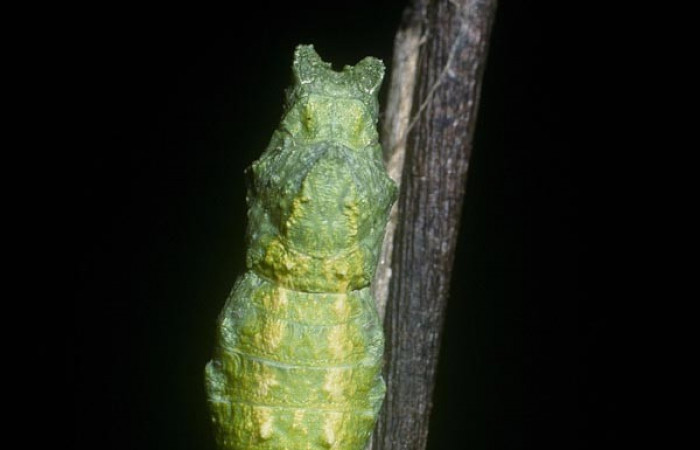 Fig 12. Pupa de <i>Papilio stabilis</i></i>. Sector Cacao, Estación Biológica Cacao, elevación 1150m (04-SRNP-36213-DHJ88783.jpg).