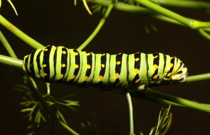 Fig 7. Último estadio de <i>Papilio stabilis</i></i>. Sector Cacao, Estación Biológica Cacao, elevación 1150m (11-SRNP-12688-DHJ481103.jpg).