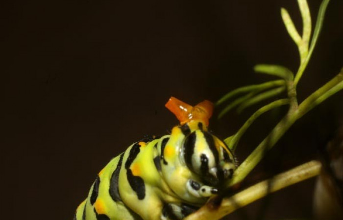 Fig 8. Último estadio de <i>Papilio stabilis</i></i>. Sector Cacao, Estación Biológica Cacao, elevación 1150m (11-SRNP-12688-DHJ481114.jpg).