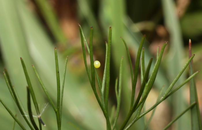 Fig 3. Huevo <i>Papilio stabilis</i></i>, depositado en planta hospedera <i>Cyclospermum leptophyllum</i></i> de la familia Apiaceae. Area de Conservación Guanacaste, Sector Cacao, Estación Biológica Cacao, elevación 1150m, (13-SRNP-35112-DHJ490286.jpg).