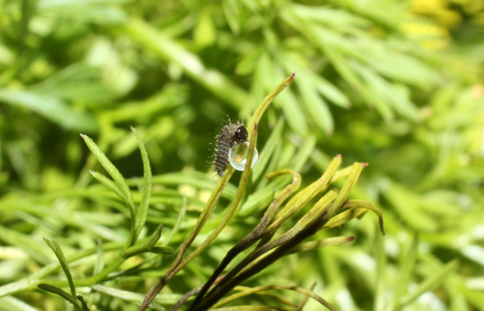 Fig 4. Larva en primer estadio de <i>Papilio stabilis</i></i>. Area de Conservación Guanacaste, Sector Cacao, Estación Biológica Cacao, elevación 1150m, (13-SRNP-35112-DHJ490289.jpg) comiendo cascara del huevo.