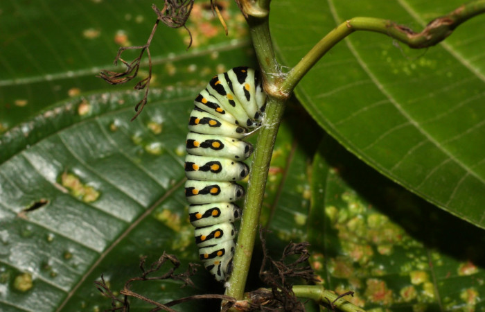 Fig 9. Prepupa de <i>Papilio stabilis</i></i>. Sector Cacao, Estación Biológica Cacao, elevación 1150m (13-SRNP-35188-DHJ490291.jpg).