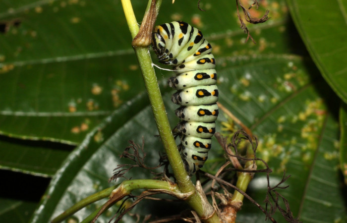 Fig 10. Prepupa de <i>Papilio stabilis</i></i>. Sector Cacao, Estación Biológica Cacao, elevación 1150m (13-SRNP-35188-DHJ490292.jpg).
