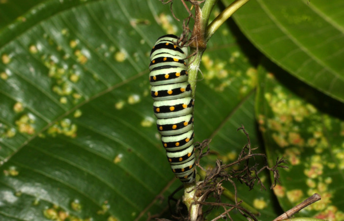 Fig 11. Prepupa de <i>Papilio stabilis</i></i>. Sector Cacao, Estación Biológica Cacao, elevación 1150m (13-SRNP-35188-DHJ490293.jpg).