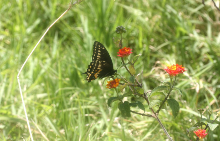 Fig 1. Adulto de <i>Papilio stabilis</i></i>. Area de Conservación Guanacaste, Sector Cacao, Estación Biológica Cacao, elevación 1150m, (13-SRNP-35221-DHJ490284.jpg) Adulto visitando flores de <i>Lantana camara</i></i>.