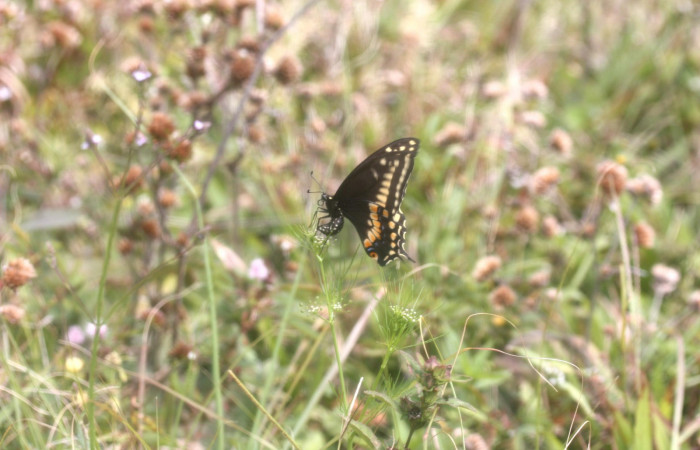 Fig 2. Adulto <i>Papilio stabilis</i></i>. Area de Conservación Guanacaste, Sector Cacao, Estación Biológica Cacao, elevación 1150m, (13-SRNP-35221-DHJ490285.jpg) Hembra depositando huevos en planta hospedera de <i>Cyclospermum leptophyllum</i></i> de la familia Apiaceae.