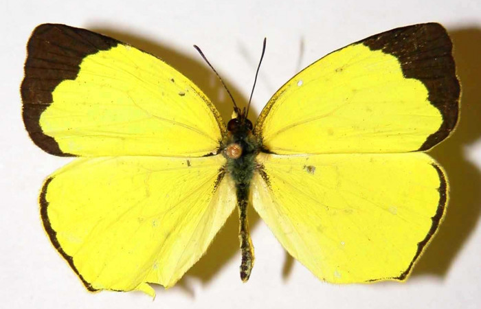 Fig. 1. <i>Eurema xanthochlora</i></i> (Pieridae), macho vista dorsal. Area de Conservación Guanacaste, Sector San Cristóbal, Río Blanco Abajo. (01-SRNP-25246-DHJ34626).