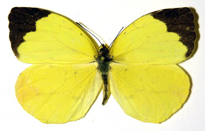 Fig. 2. <i>Eurema xanthochlora</i></i> (Pieridae), hembra vista dorsal. Area de Conservación Guanacaste, Sector Pitilla, Estación Pitilla. (02-SRNP-1838-DHJ97796).