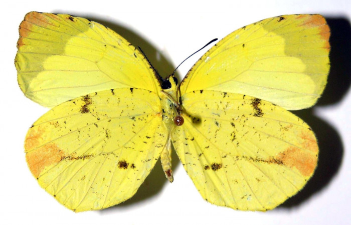 Fig. 3. <i>Eurema xanthochlora</i></i> (Pieridae), hembra vista ventral. Area de Conservación Guanacaste, Sector Pitilla, Estación Pitilla. (02-SRNP-1838-DHJ97797).