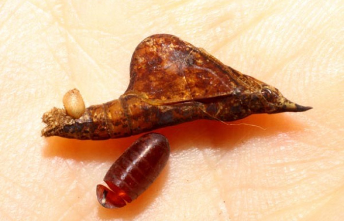 Fig. 10. Puparia eclosionada de mosca, <i>Patelloa</i></i> xanthuraDHJ01, (Tachinidae), parásito salió de pupa <i>Eurema xanthochlora</i></i> (Pieridae). Area de Conservación Guanacaste, Sector Del Oro, Bosque Aguirre. (08-SRNP-20256-DHJ467746.jpg).