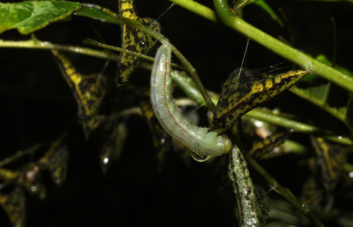 Fig. 7. Prepupa, <i>Eurema xanthochlora</i></i> (Pieridae), en su planta hospedera <i>Senna papillosa</i></i> (Fabaceae). Area de Conservación Guanacaste, Sector Cacao, Sendero Nayo. Se puede observar la cantidad de pupas y prepupas en un mismo día. (20-SRNP-36760-DHJ771259.jpg).