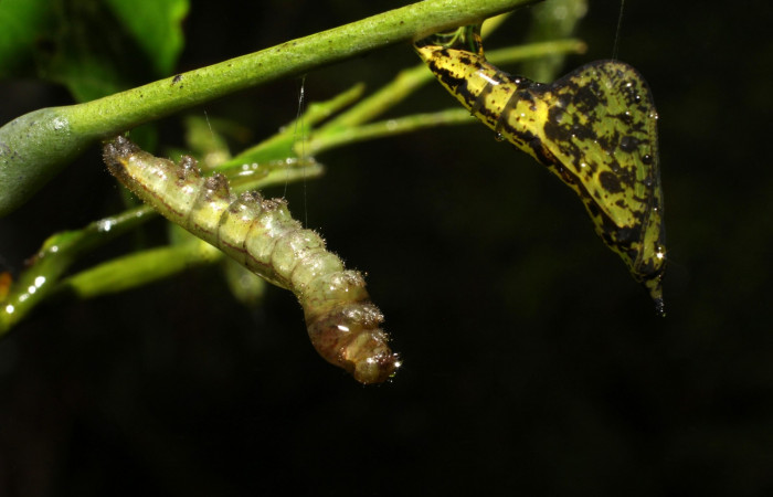 Fig. 8. Prepupa y pupa, <i>Eurema xanthochlora</i></i> (Pieridae), último estadio, en su planta hospedera <i>Senna papillosa</i></i> (Fabaceae). Area de Conservación Guanacaste, Sector Cacao, Sendero Nayo. (20-SRNP-36760-DHJ771260.jpg).