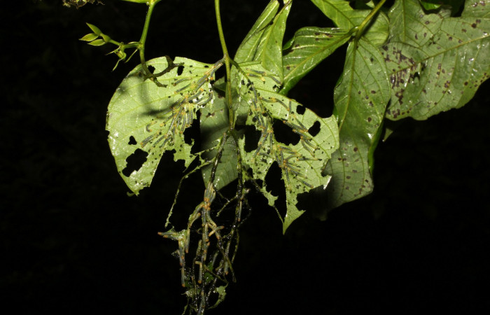 Fig. 4. Grupo, <i>Eurema xanthochlora</i></i> (Pieridae), penúltimo estadio, en su planta hospedera <i>Senna papillosa</i></i> (Fabaceae). Area de Conservación Guanacaste, Sector Cacao, Sendero Nayo. (20-SRNP-36822-DHJ771271.jpg).