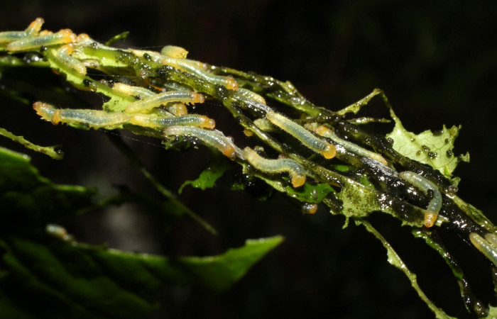 Fig. 5. Grupo, <i>Eurema xanthochlora</i></i> (Pieridae), penúltimo estadio, en su planta hospedera <i>Senna papillosa</i></i> (Fabaceae). Area de Conservación Guanacaste, Sector Cacao, Sendero Nayo. (20-SRNP-36822-DHJ771272.jpg).