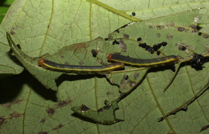 Fig. 6. <i>Eurema xanthochlora</i></i> (Pieridae), último estadio, en su planta hospedera <i>Senna papillosa</i></i> (Fabaceae). Area de Conservación Guanacaste, Sector Cacao, Sendero Nayo. (20-SRNP-36822-DHJ771284.jpg).