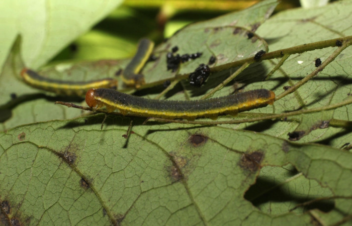 Fig. 9. <i>Eurema xanthochlora</i></i> (Pieridae), último estadio. Area de Conservación Guanacaste, Sector Cacao, Sendero Nayo. (20-SRNP-36822-DHJ771285.jpg).