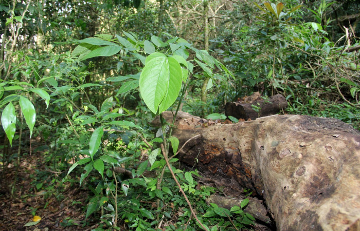 Fig. 12. Hábitat, <i>Senna papillosa</i></i> (Fabaceae), planta hospedera de <i>Eurema xanthochlora</i></i> (Pieridae). Area de Conservación Guanacaste, Sector Caca, Estación Biológica Cacao. Foto paratoxónoma Dunia Garcia. 01/18/2021.