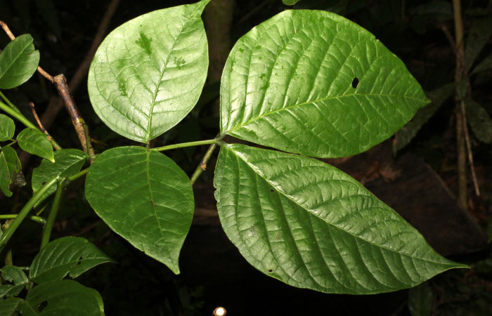Fig. 11. Hoja, <i>Senna papillosa</i></i> (Fabaceae), planta hospedera de <i>Eurema xanthochlora</i></i> (Pieridae). Area de Conservación Guanacaste, Sector Cacao, Estación Biológica Cacao. Foto parataxónoma Dunia Garcia. 01/18/2021.